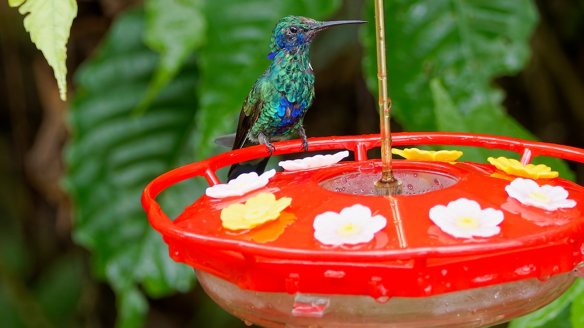 fiolørekolibri - ML645603141