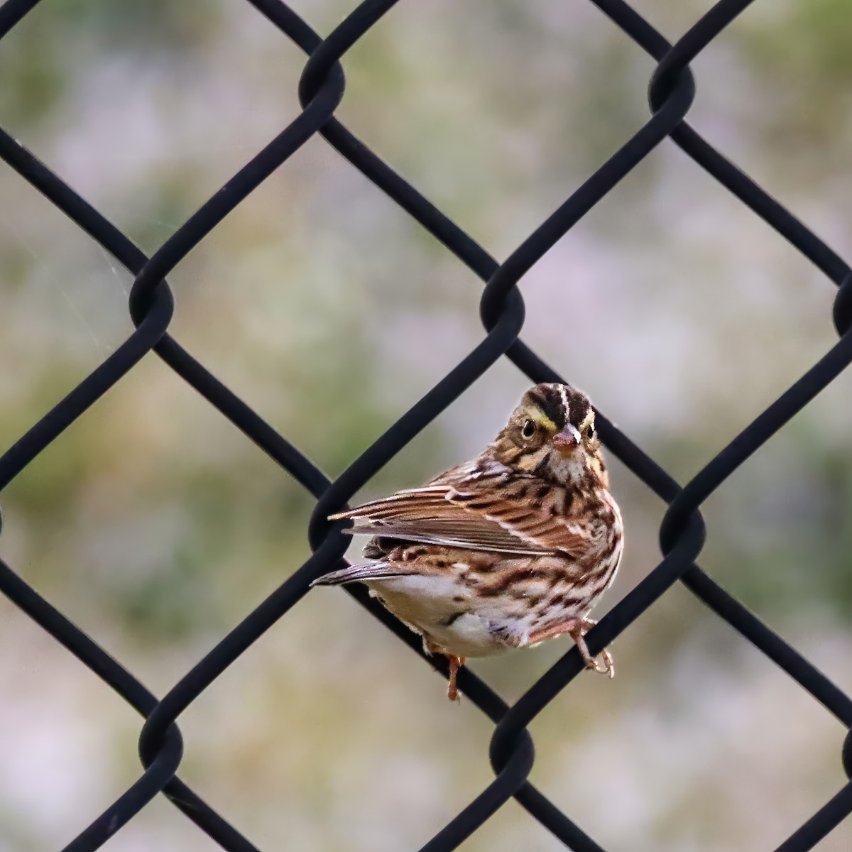 musespurv - ML645603142