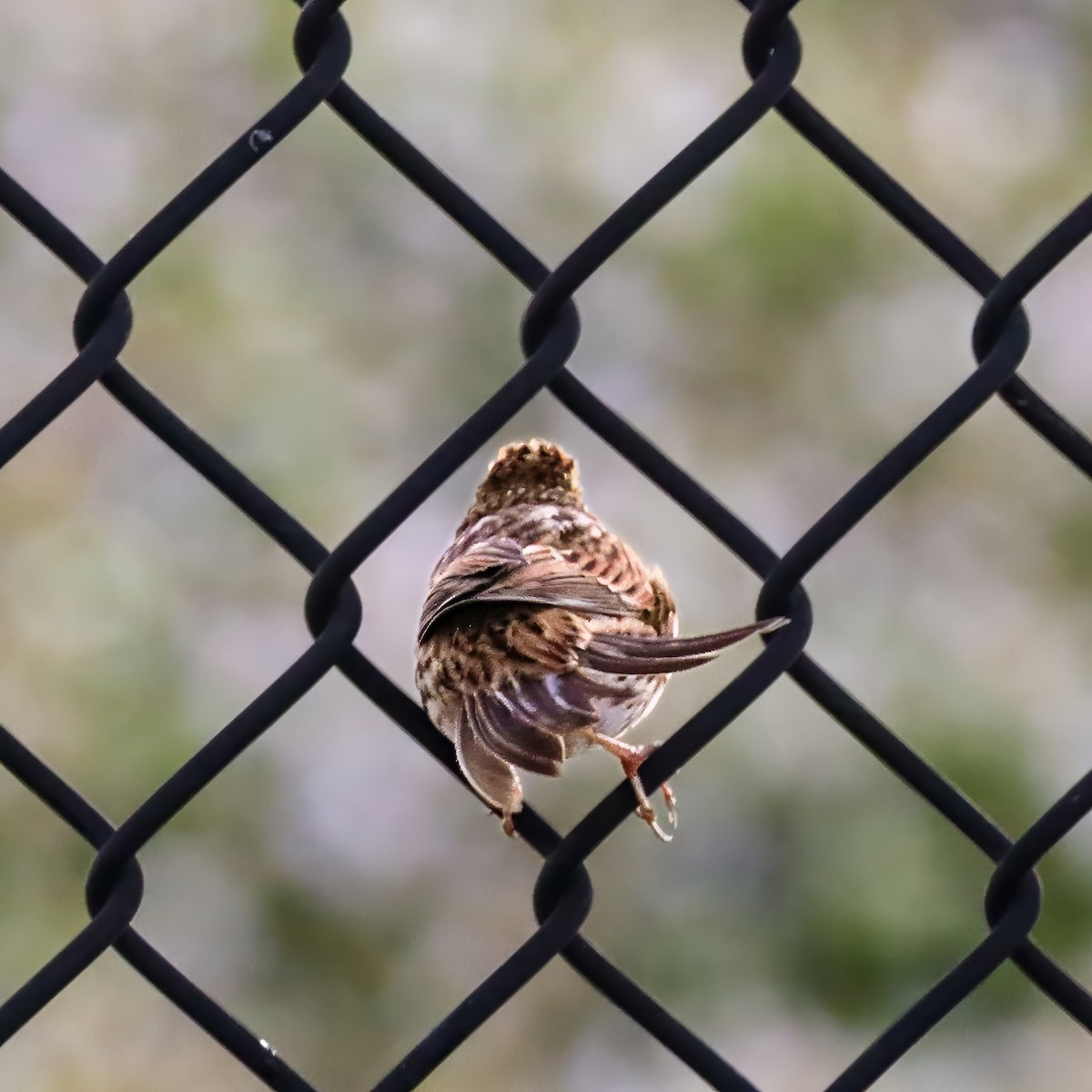 musespurv - ML645603144