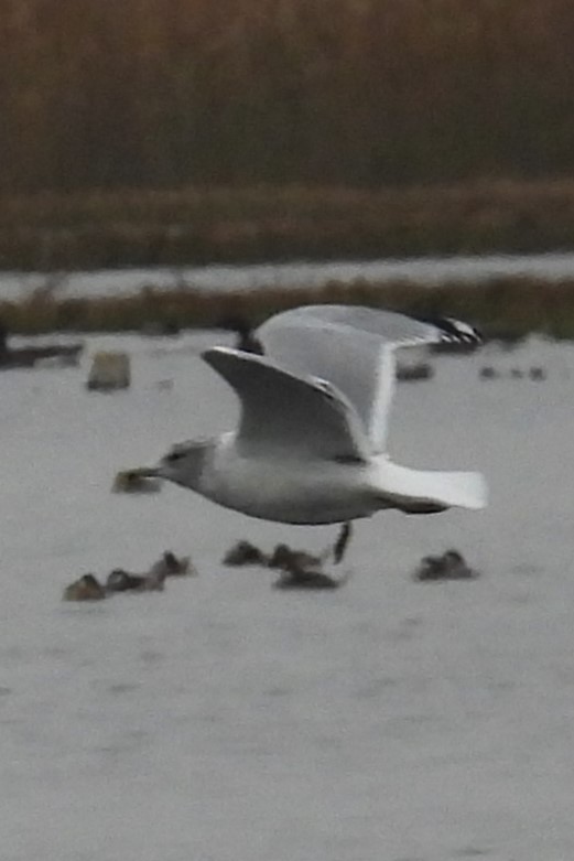 ringnebbmåke - ML645603145