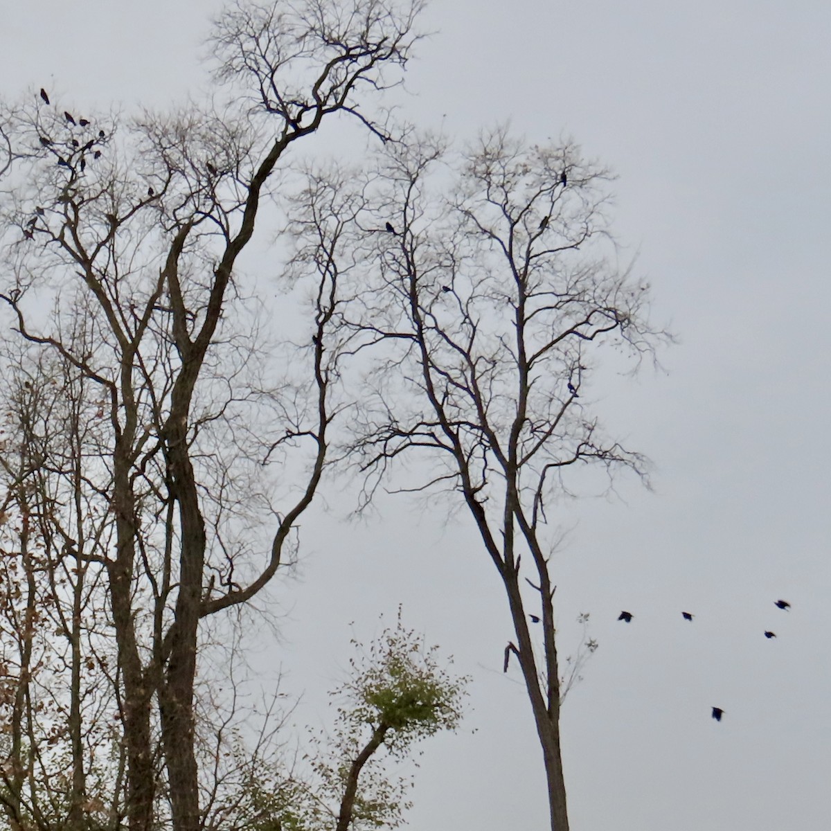 fiskekråke - ML645603147