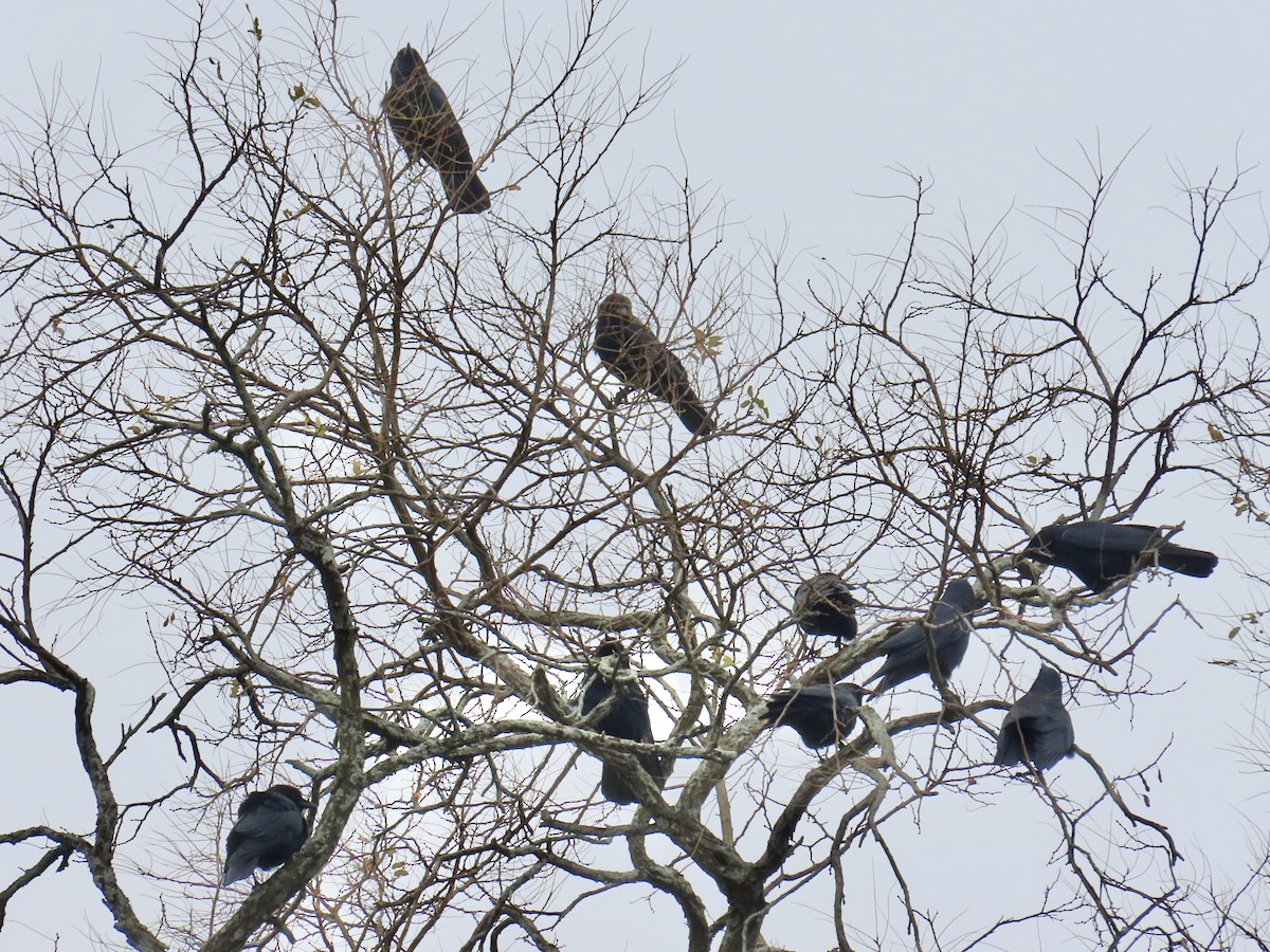 fiskekråke - ML645603148