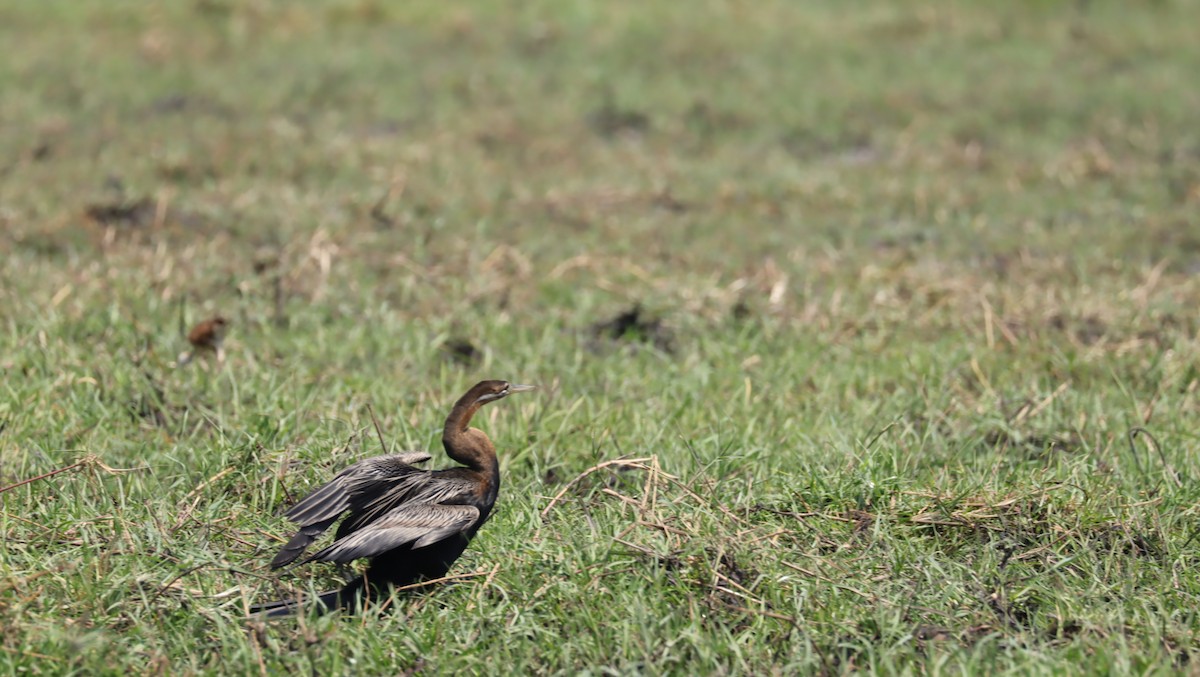 afrikaslangehals - ML645603151