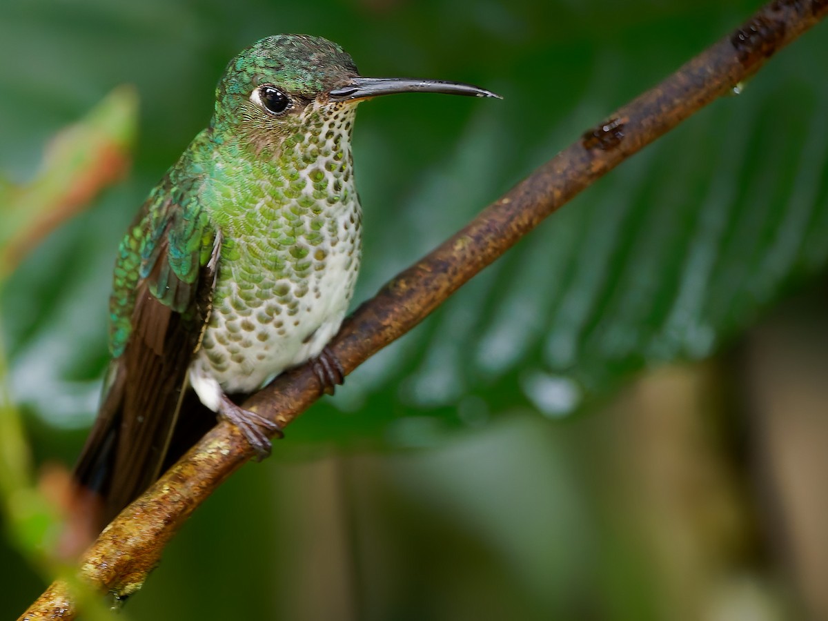 Colibri grivelé - ML645603156