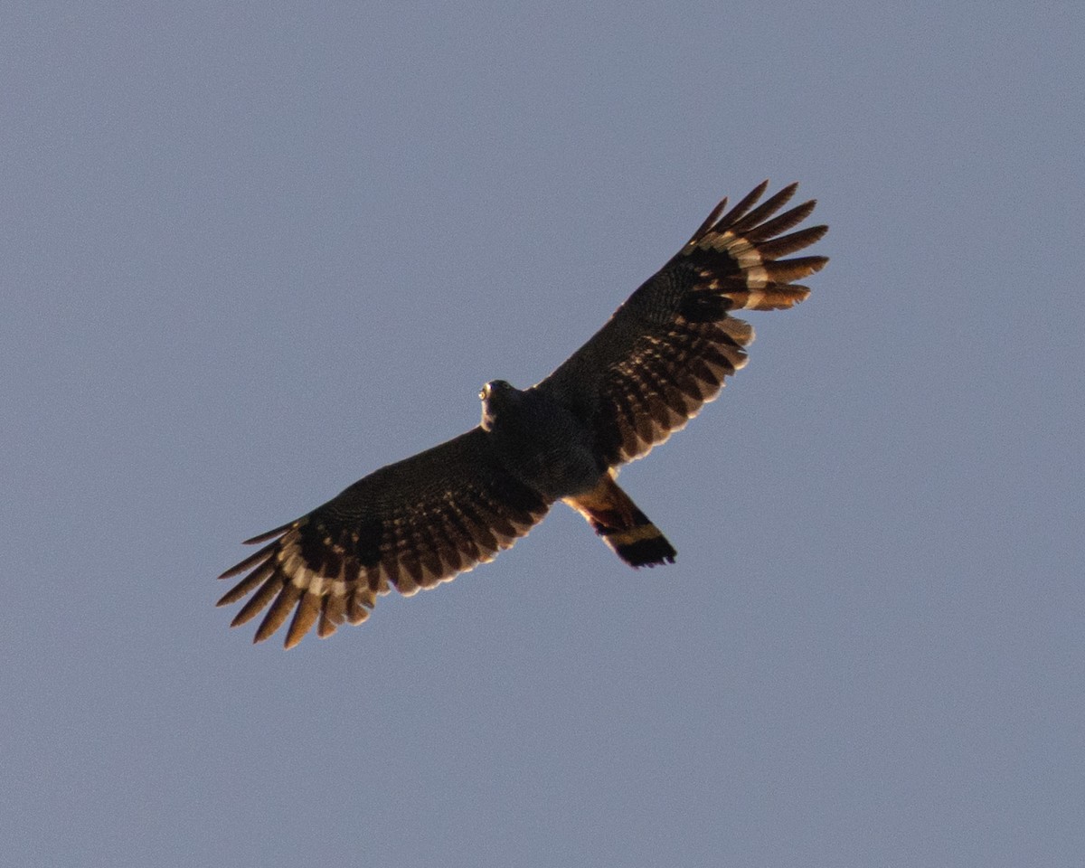 Crane Hawk - ML645603163