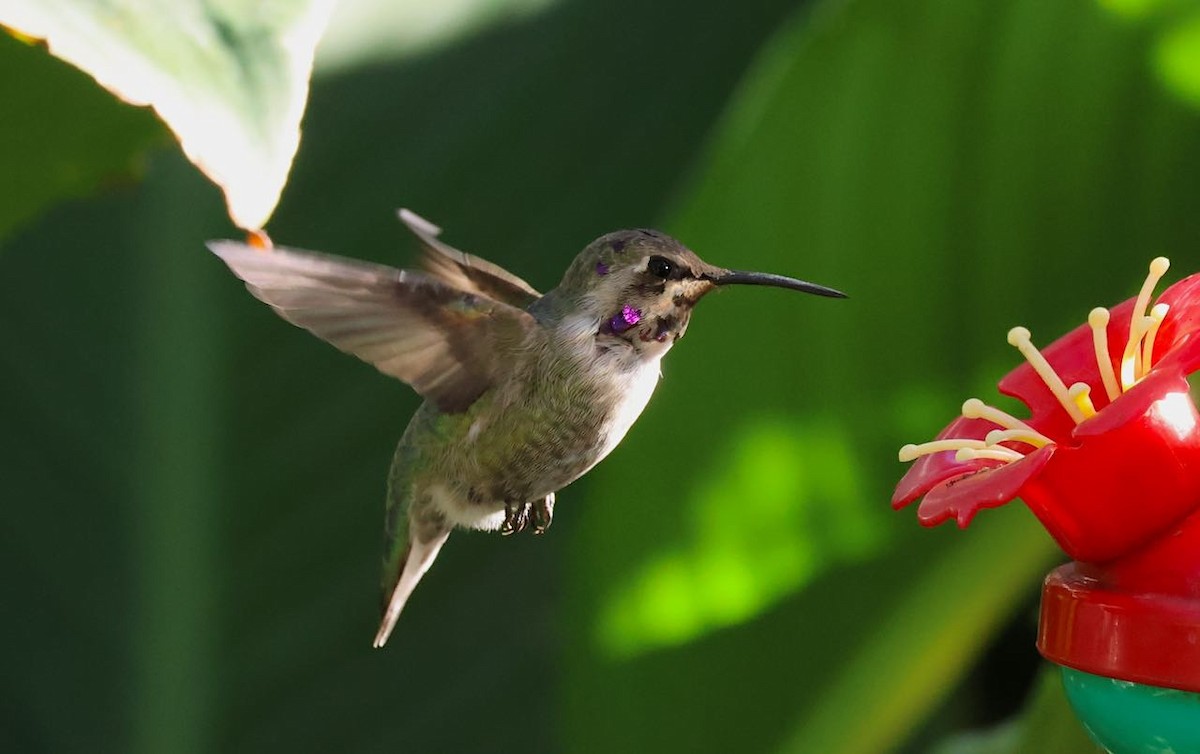 Costa's Hummingbird - ML645603164