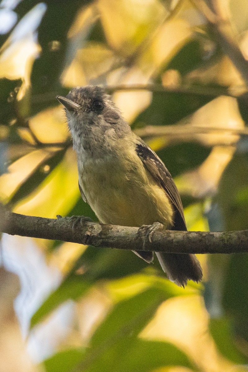 Plain Antvireo - ML645603169
