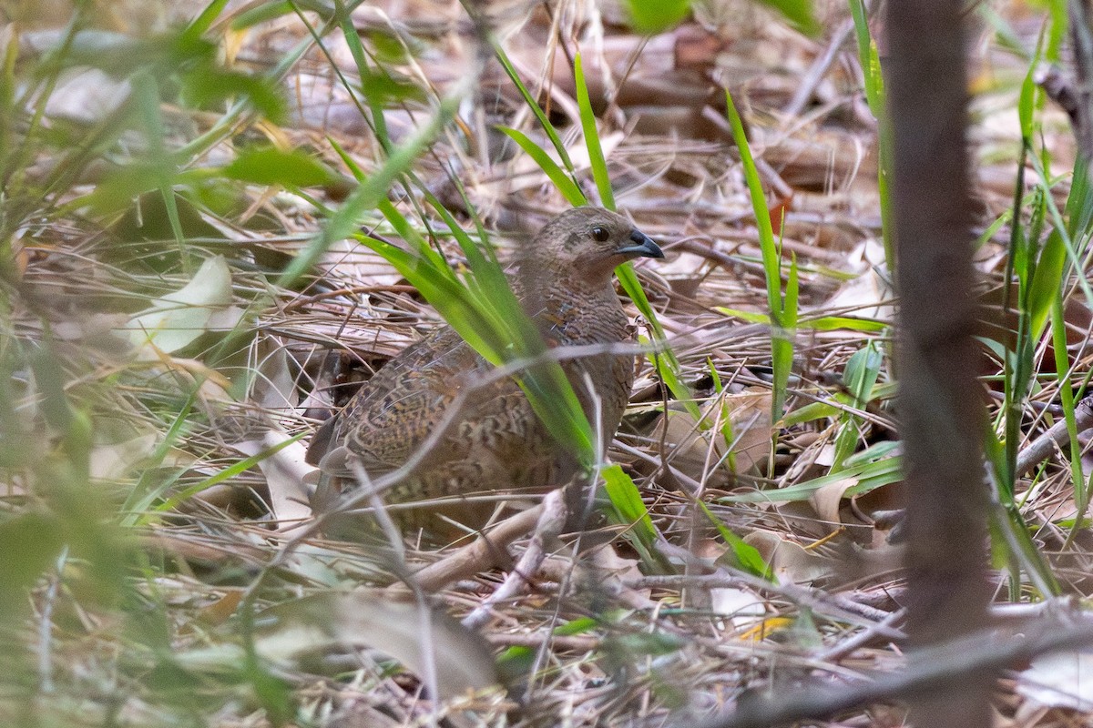 Brown Quail - ML645603170