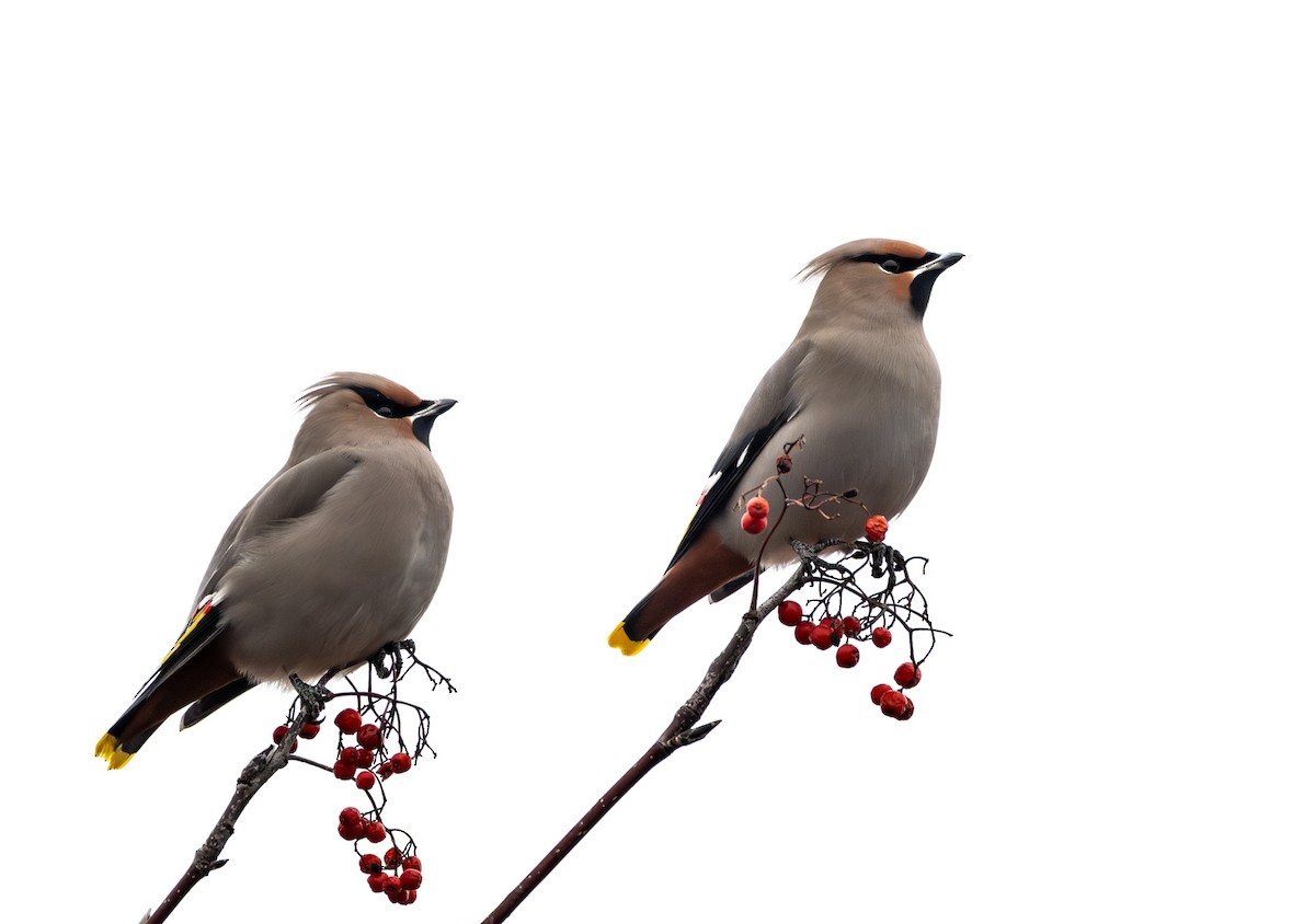 Ampelis Europeo - ML645603173