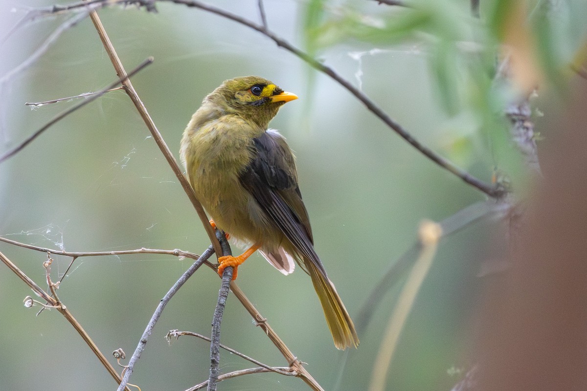 スズミツスイ - ML645603180