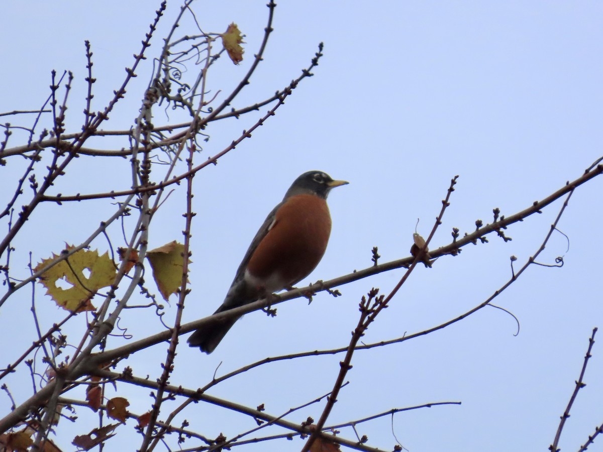 drozd stěhovavý - ML645603181