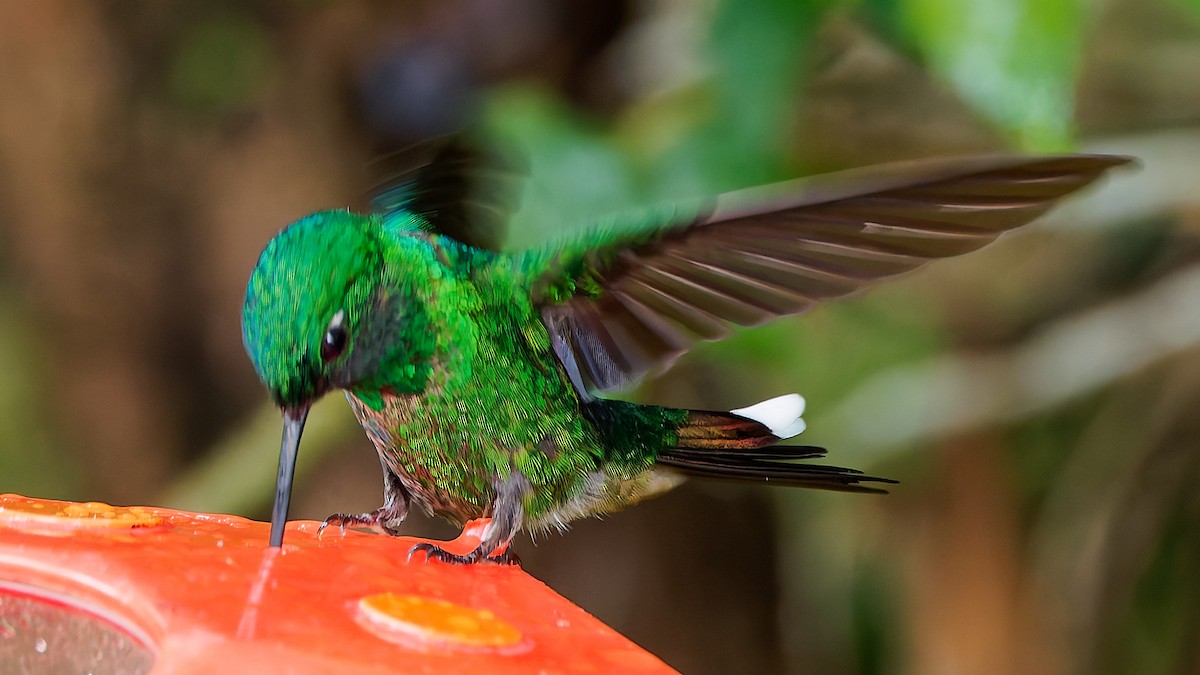 Rufous-vented Whitetip - ML645603182