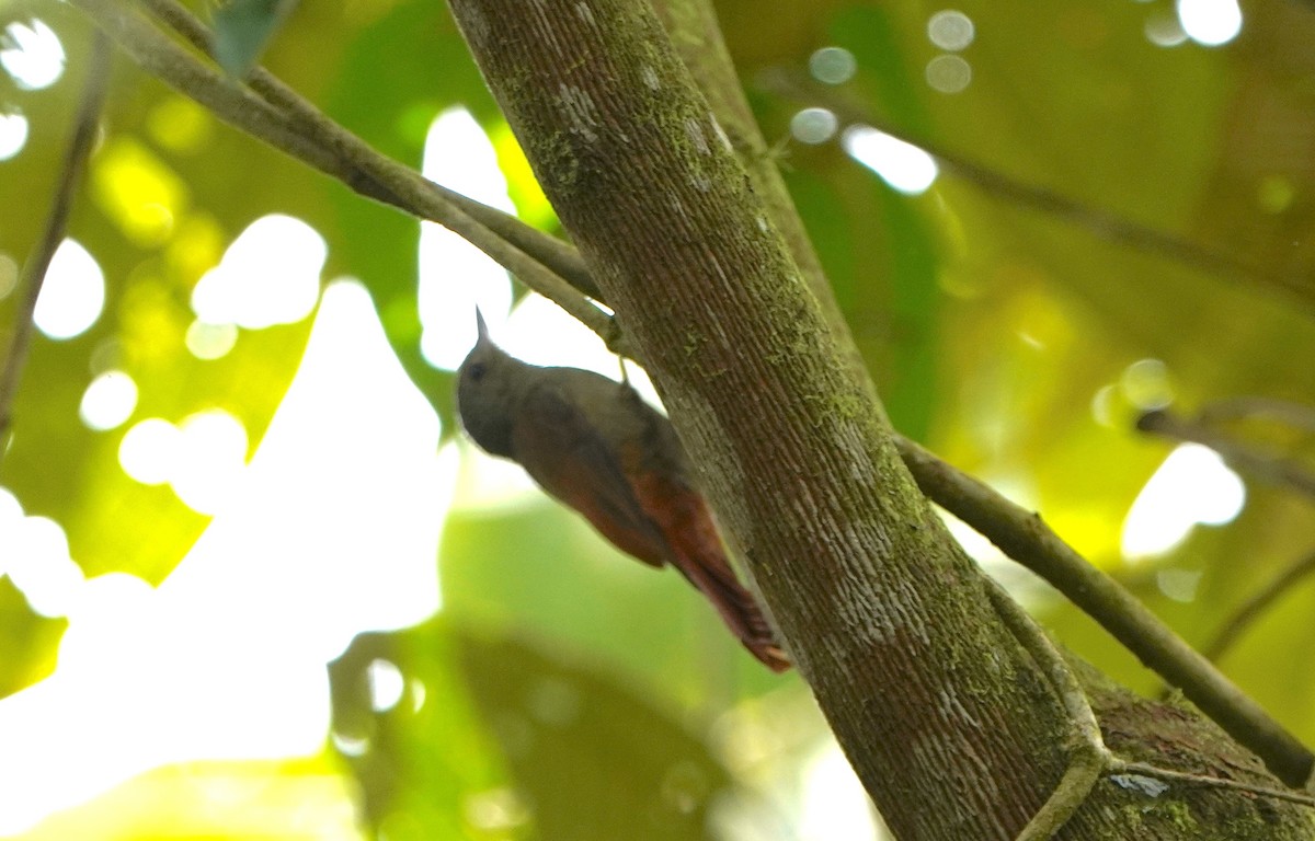 Olivaceous Woodcreeper - ML645603184