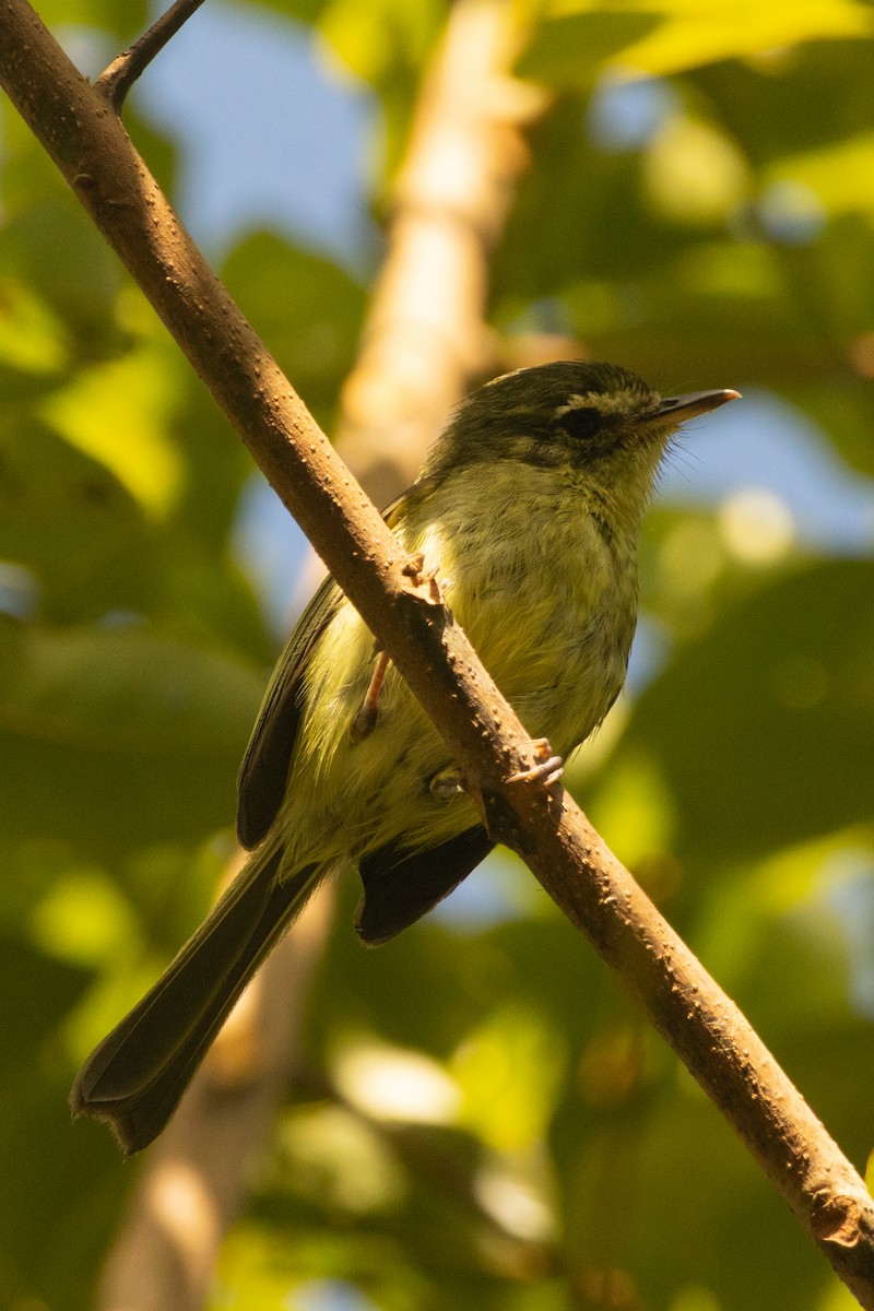 Restinga Tyrannulet - ML645603193