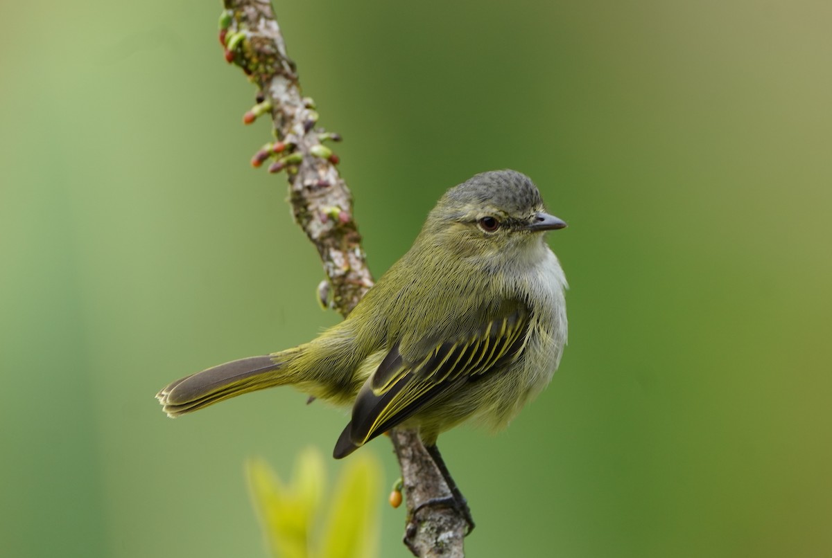 Mistletoe Tyrannulet - ML645603206