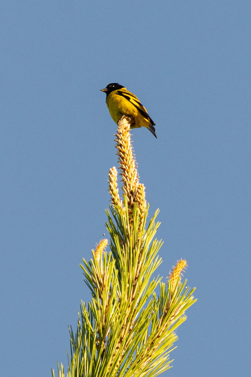 čížek jihoamerický - ML645603217