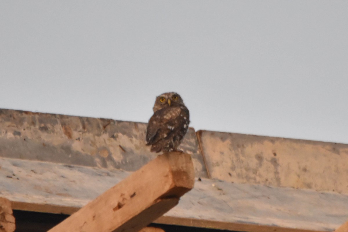 Little Owl - ML645603223