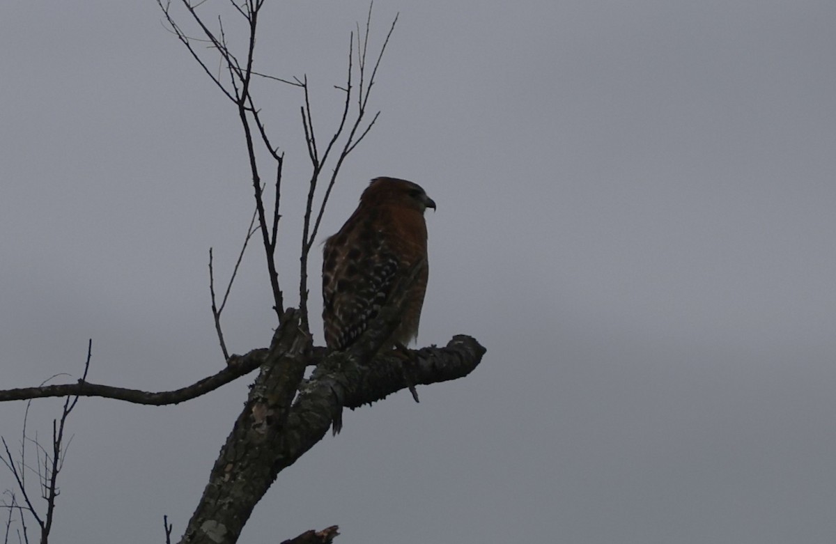 Red-shouldered Hawk (lineatus Group) - ML645603225