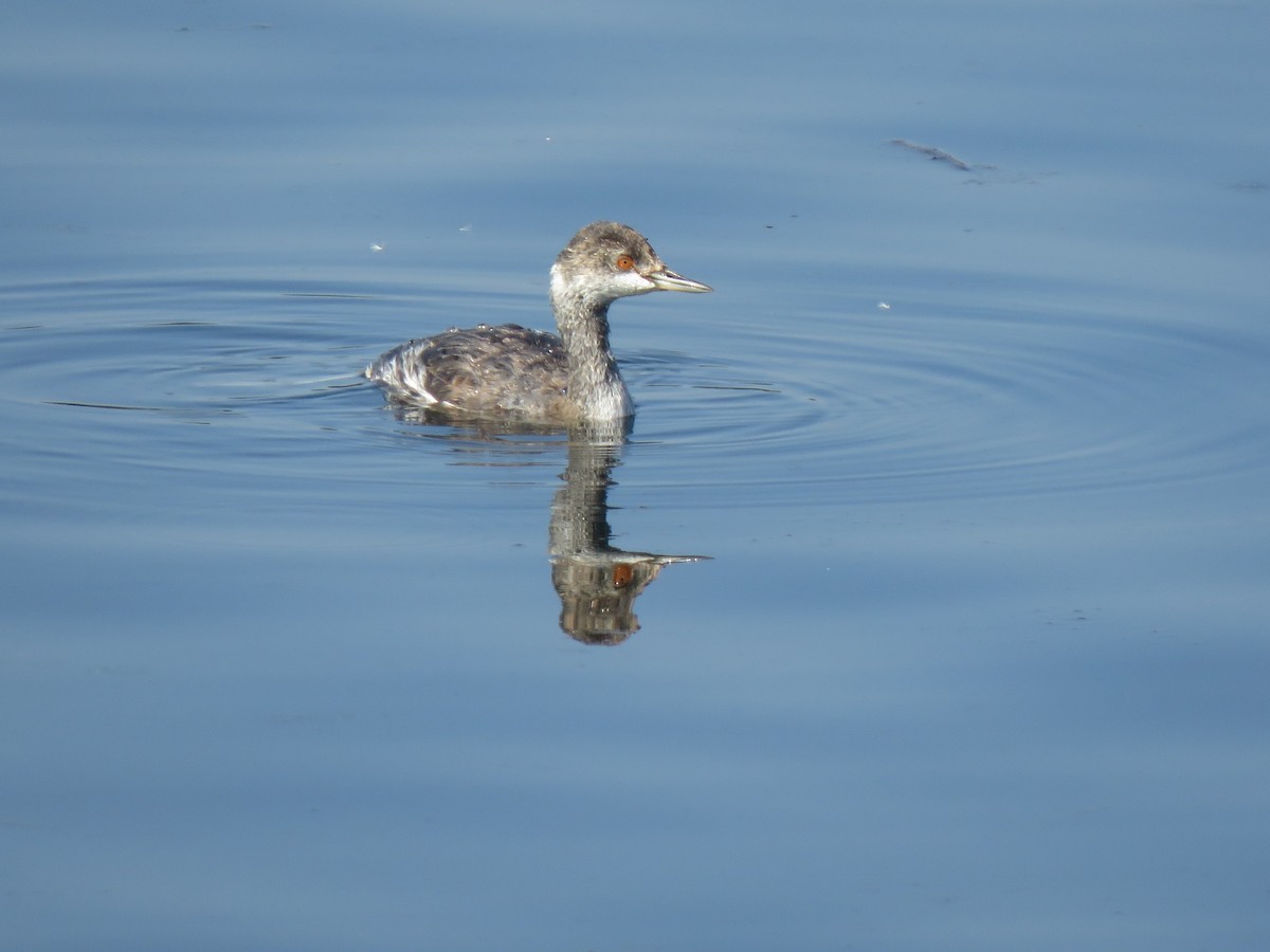 Schwarzhalstaucher - ML645603234