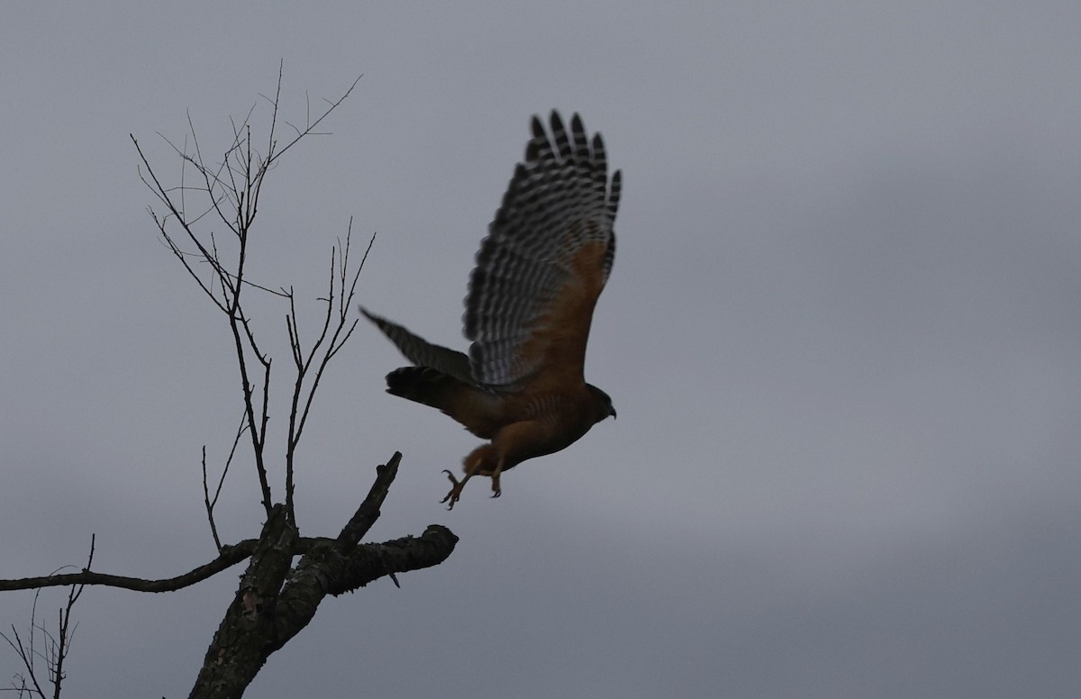Red-shouldered Hawk (lineatus Group) - ML645603239