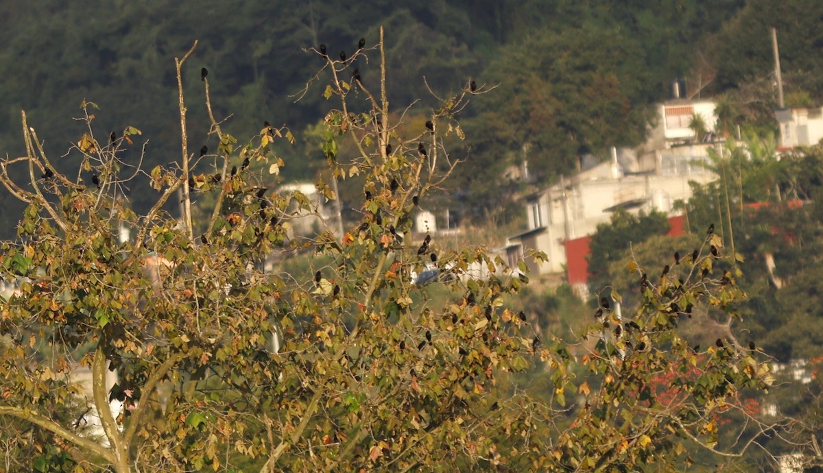 Bronzed Cowbird (Bronzed) - ML645603242