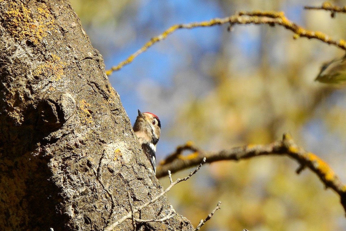 Lesser Spotted Woodpecker - ML645603245