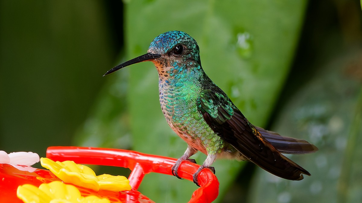 Golden-tailed Sapphire - ML645603246