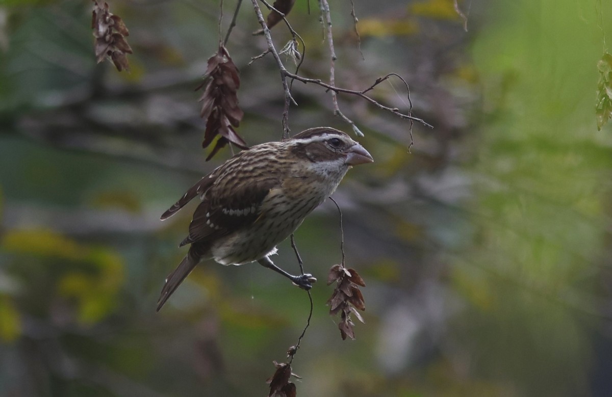 Rose-breasted Grosbeak - ML645603249