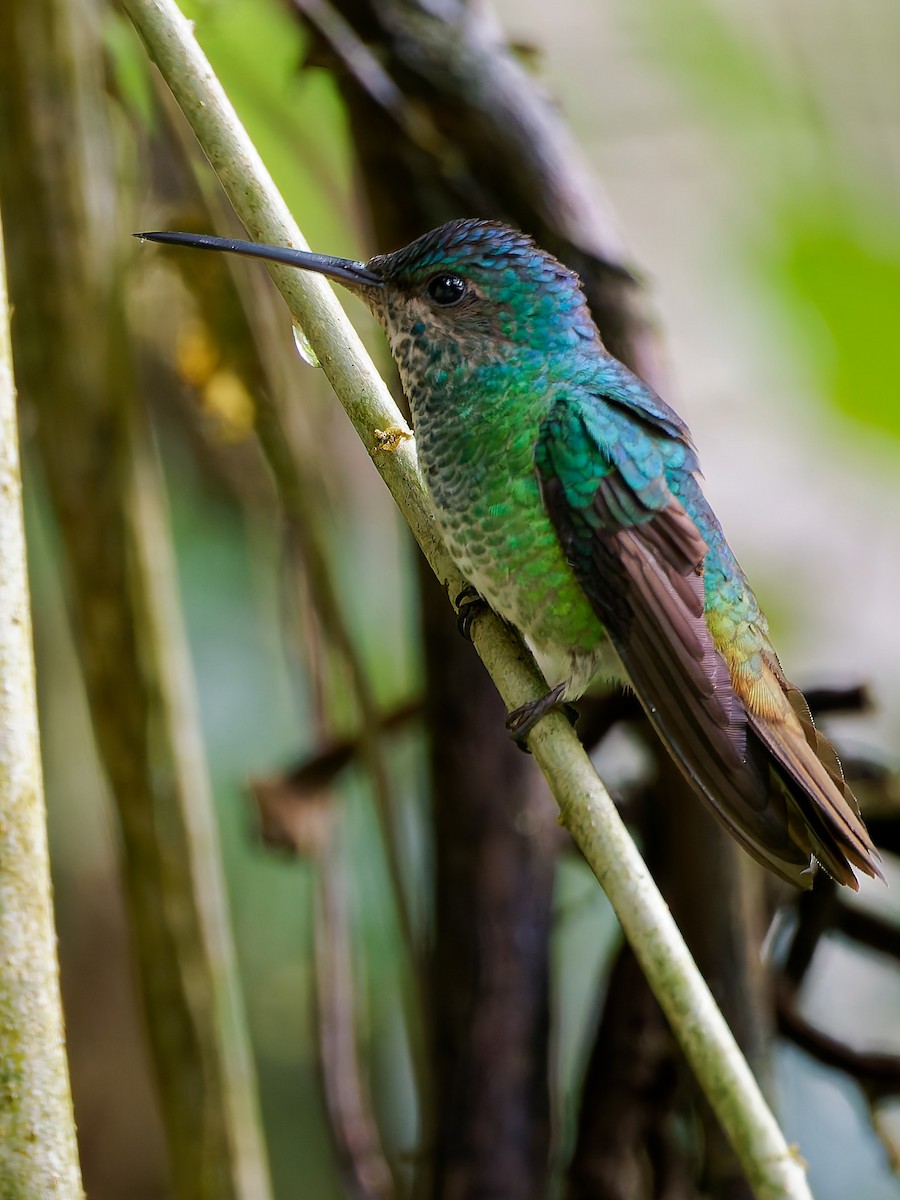 Golden-tailed Sapphire - ML645603250