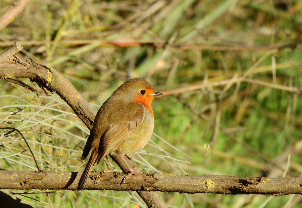 European Robin - ML645603251