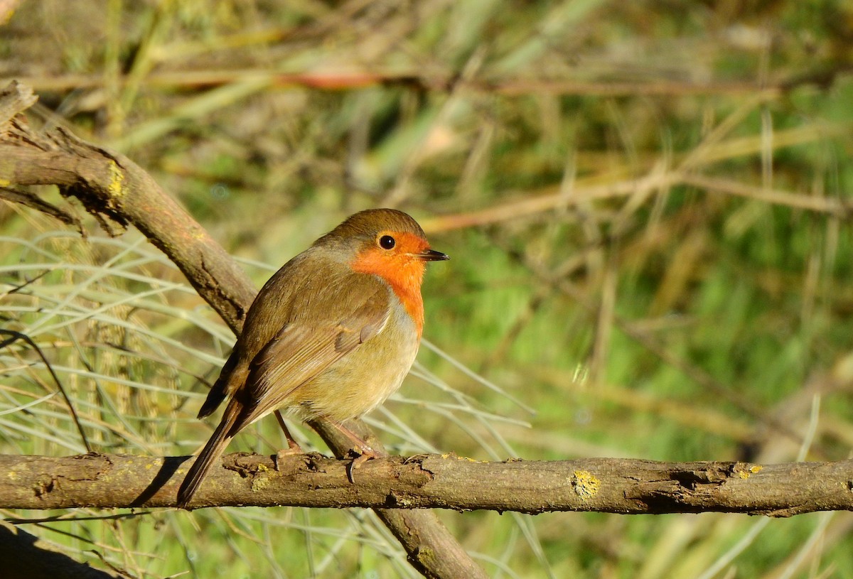 European Robin - ML645603252