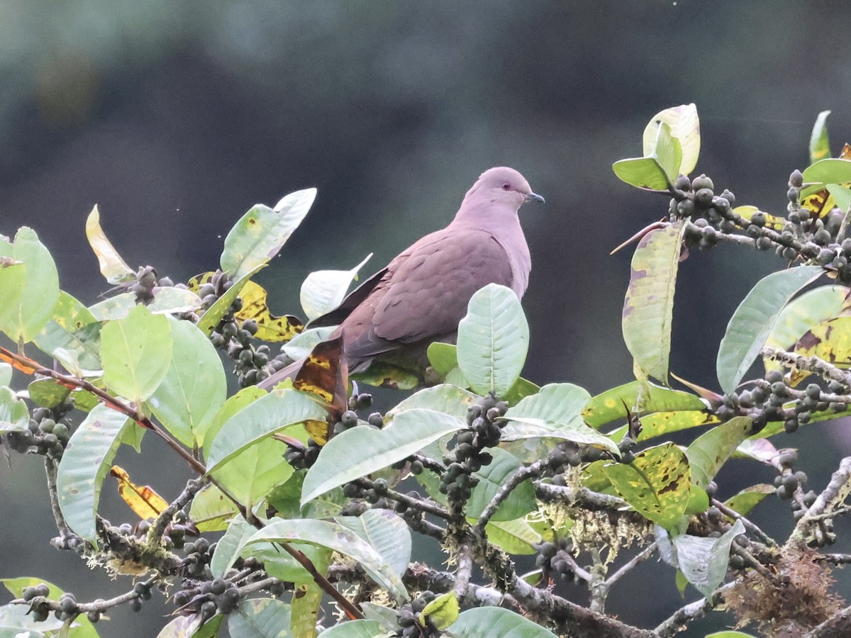 Ruddy Pigeon - ML645603256