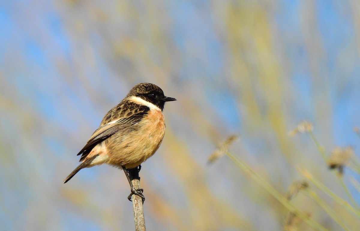 European Stonechat - ML645603257