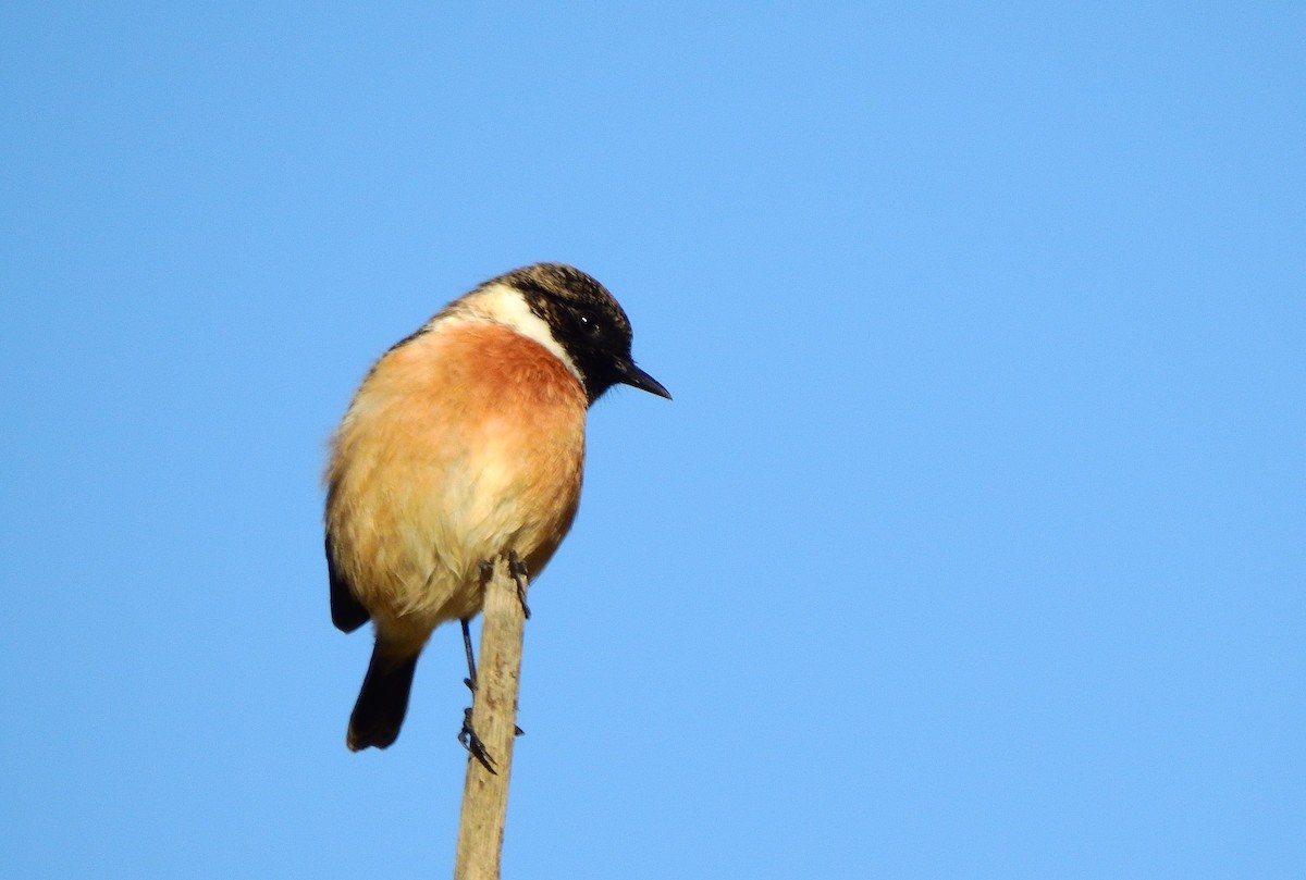 European Stonechat - ML645603258