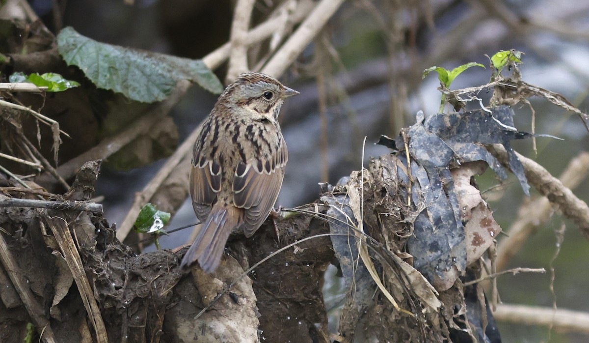 Lincoln's Sparrow - ML645603259