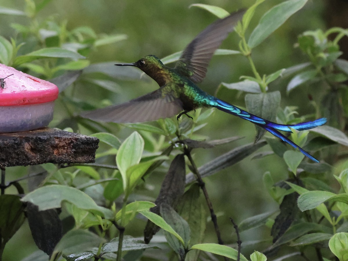 Violet-tailed Sylph - ML645603261