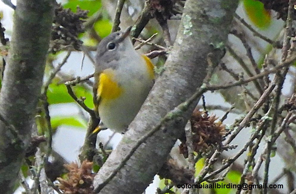 American Redstart - ML645603264