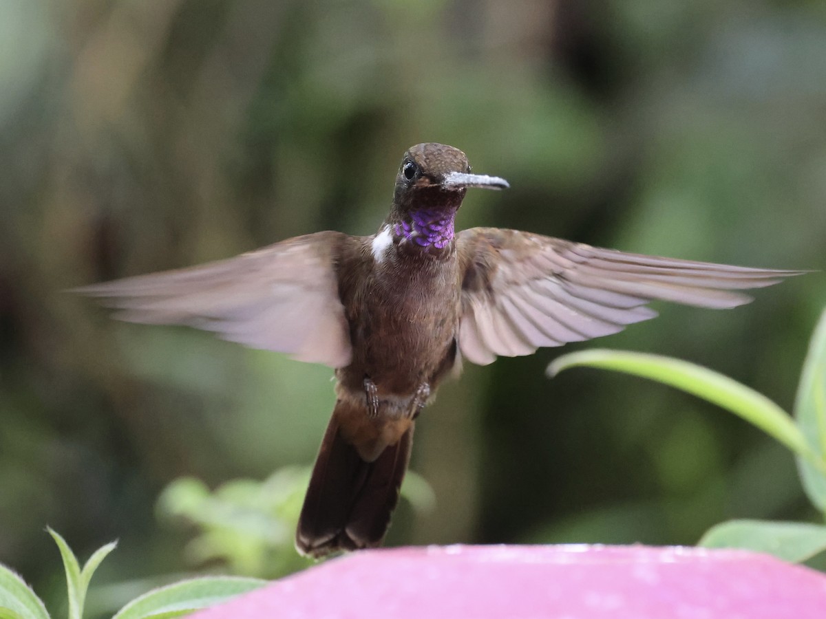 Brown Inca - ML645603266
