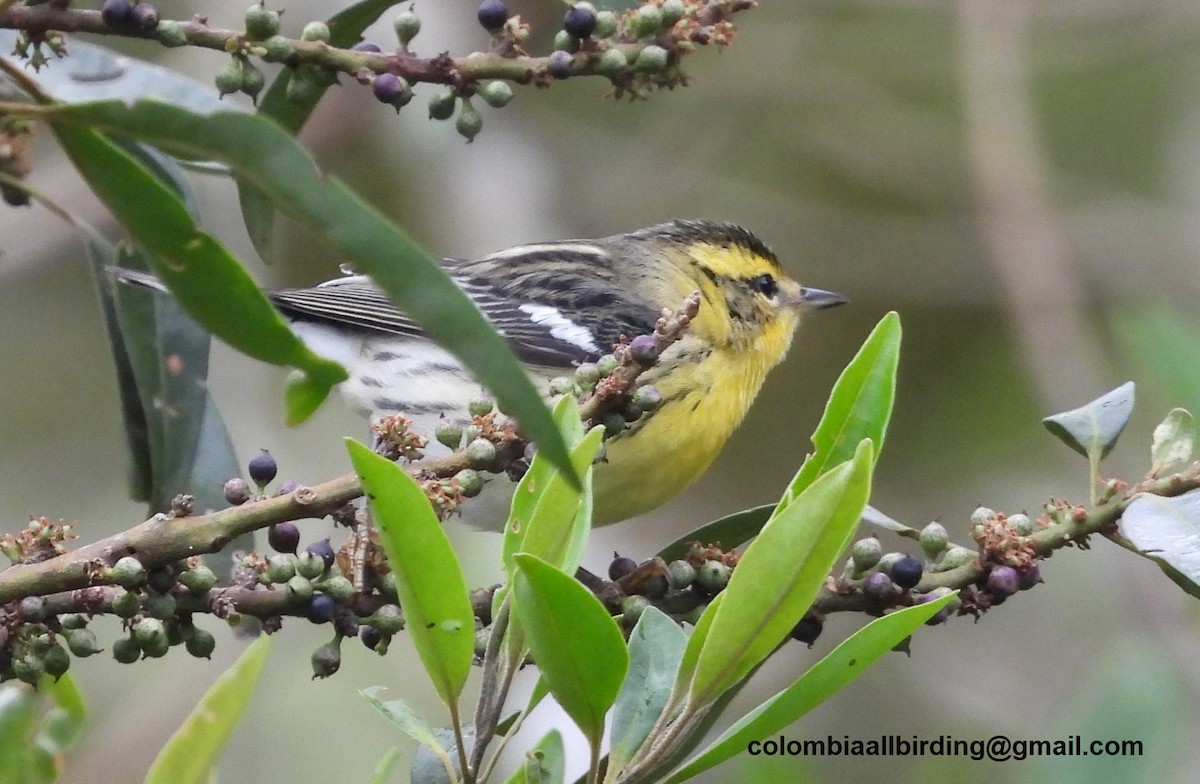 Reinita Gorjinaranja - ML645603267