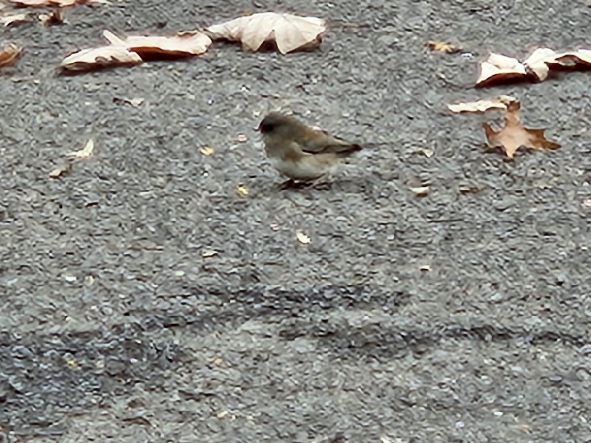 Dark-eyed Junco - ML645603269