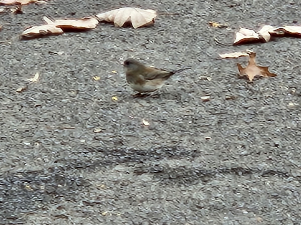 Dark-eyed Junco - ML645603270