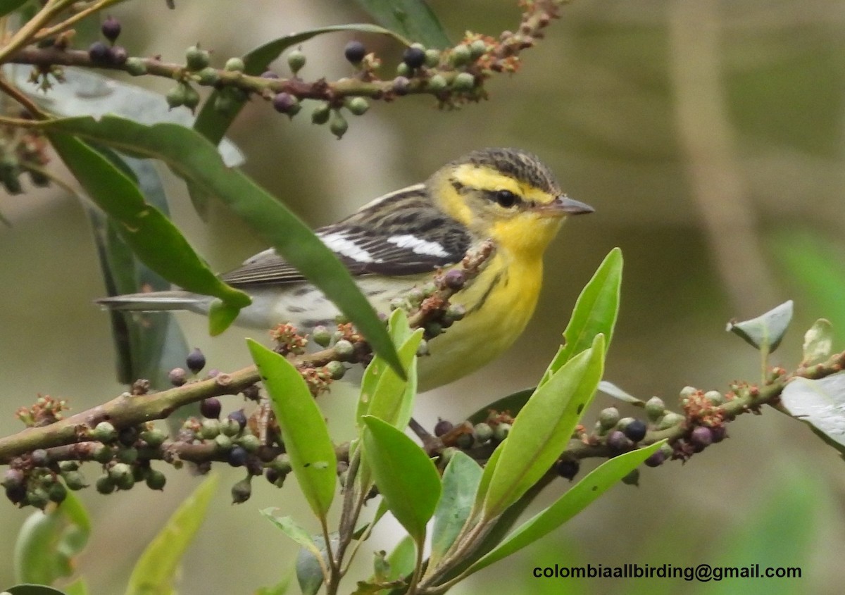 Reinita Gorjinaranja - ML645603271