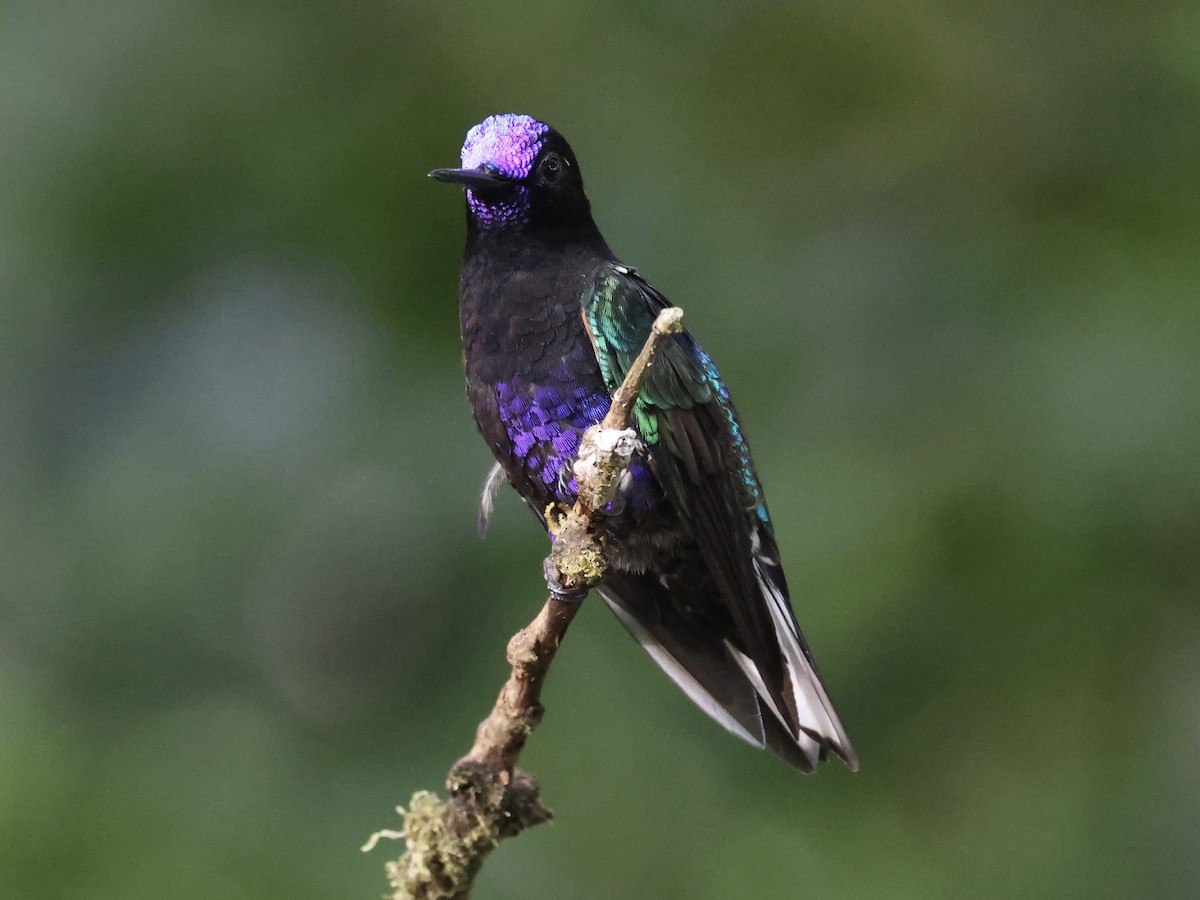 Velvet-purple Coronet - ML645603274