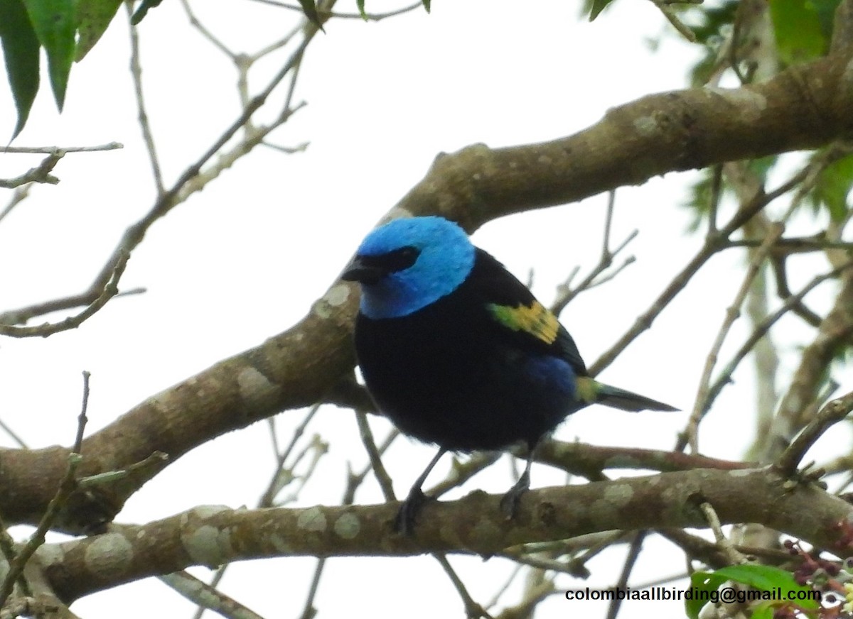 Лазурноголовая танагра - ML645603277