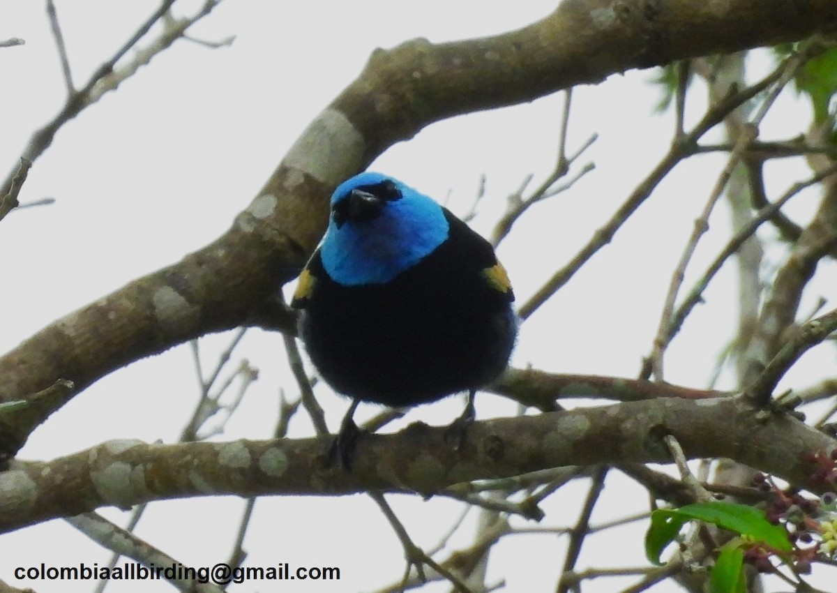 Лазурноголовая танагра - ML645603280