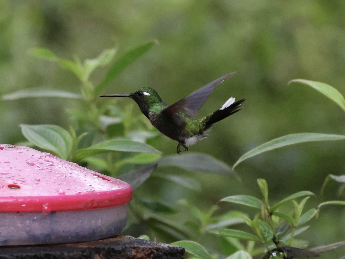 Purple-bibbed Whitetip - ML645603282