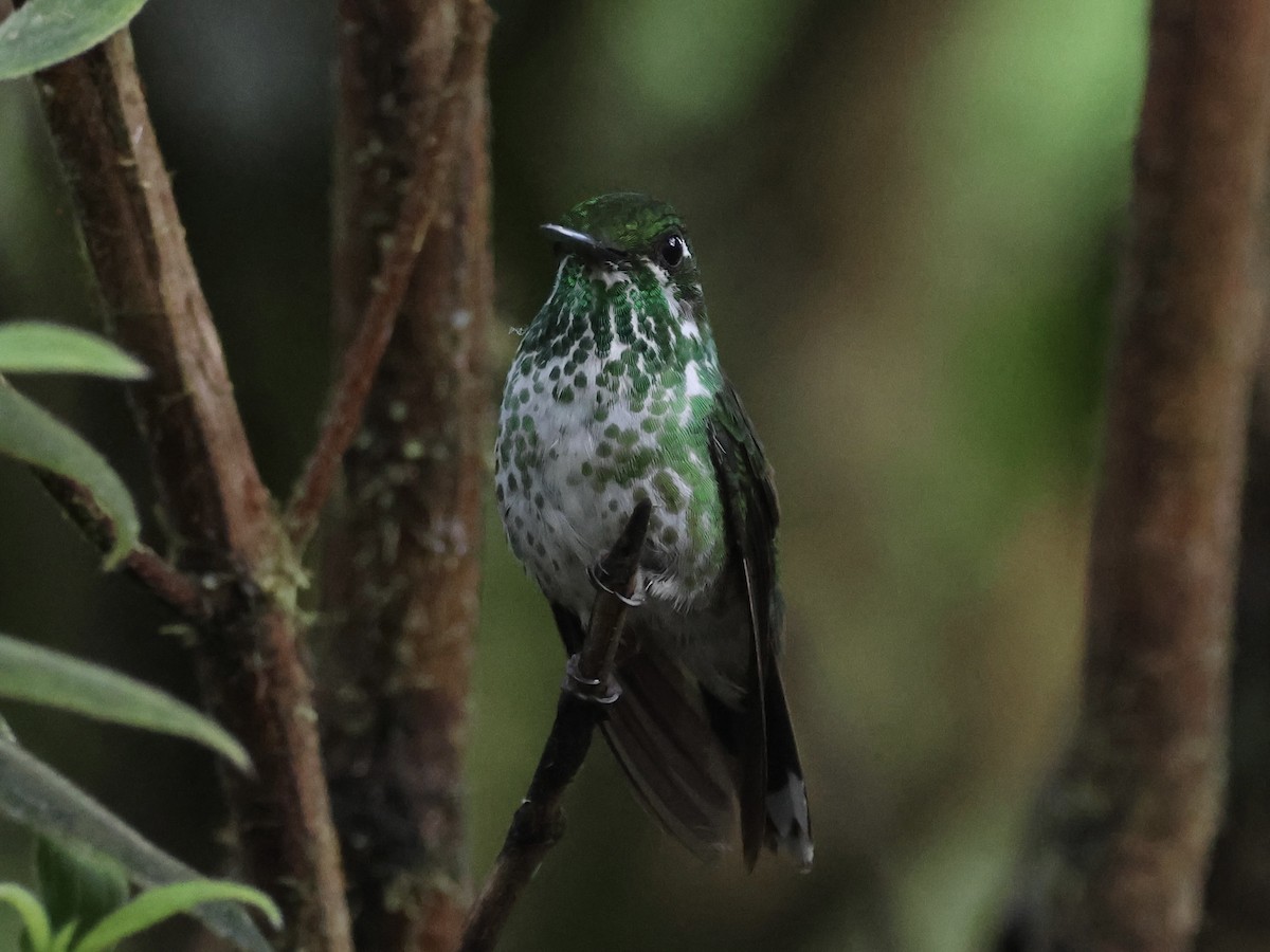 Purple-bibbed Whitetip - ML645603285