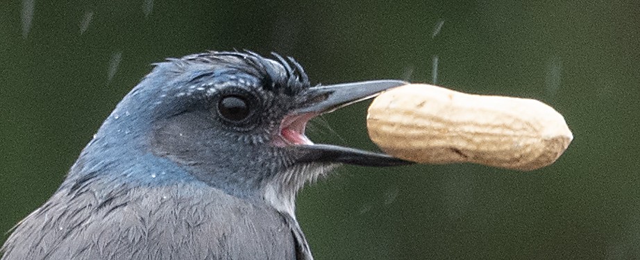 Woodhouse's Scrub-Jay - ML645603287