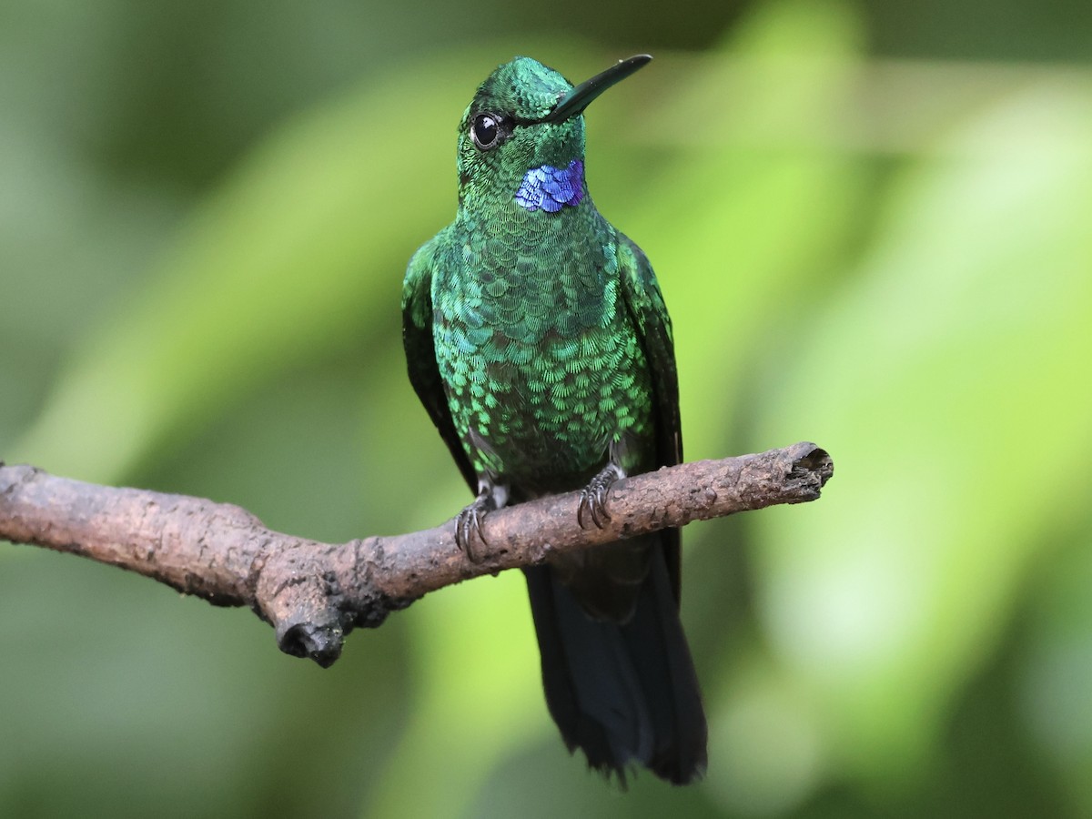 Green-crowned Brilliant - ML645603293