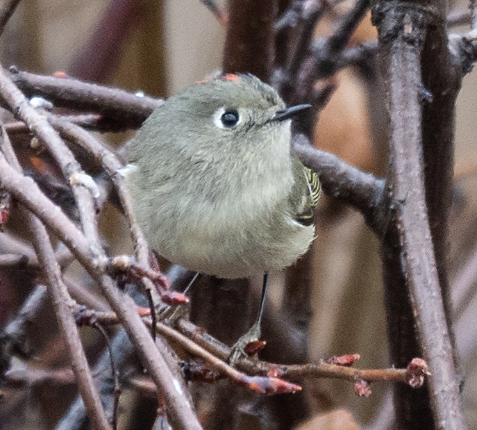 Ruby-crowned Kinglet - ML645603296